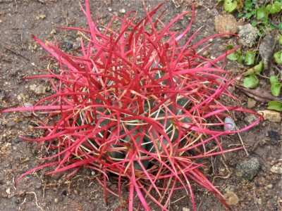 In Joshua Tree NP