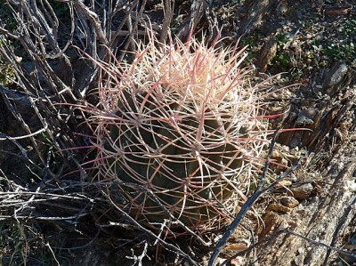 Im Box Canyon in Anza Borrego SP