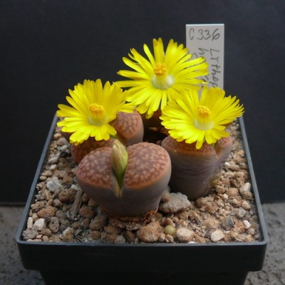 116 P1110591 Lithops hookerii C 336..jpg