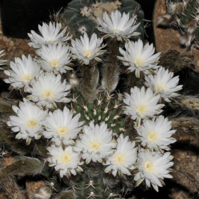 Pygmaeocereus bieblii ssp. kuehhasii