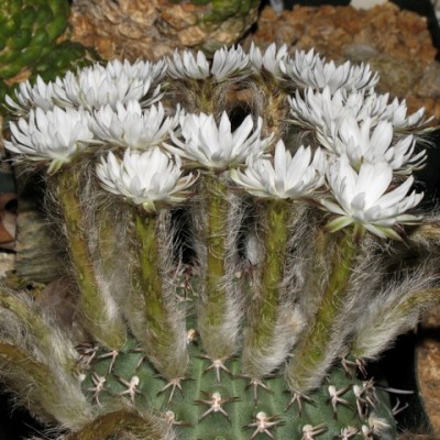 Pygmaeocereus bieblii ssp. kuehhasii
