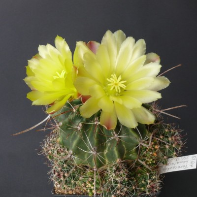 124 P1110686 Ferocactus hamatacanthus ssp. sinuatus.jpg