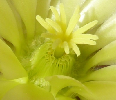 125 P1110674 Blick ins Innere der Blüte.jpg