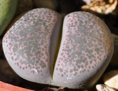 lithops4.JPG