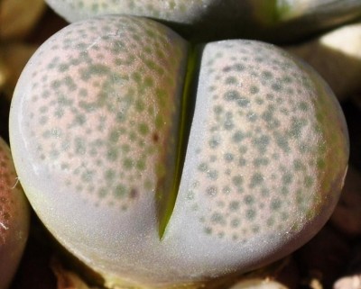 lithops3.JPG