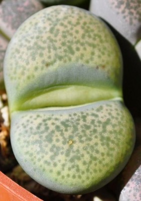 lithops1 (2).JPG