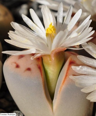 Lithops (7).JPG