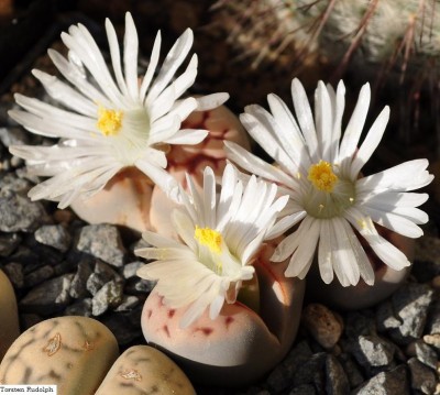 Lithops (3).JPG