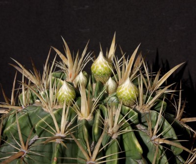 Feroc. latispinus f. flavispinus