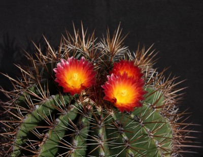 IMG_2163-a.jpg (91.97 KiB) 12552 mal betrachtet Feroc. pilosus-Hybride