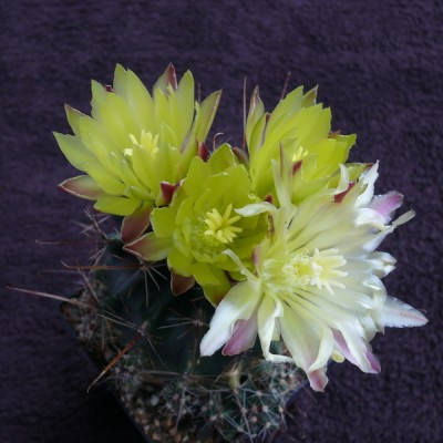 132 P1110807 Feroc. hamatacanthus ssp. sinuatus..jpg