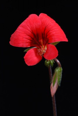 Pelargonium boranense 01.jpg