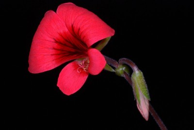 Pelargonium boranense 02.jpg