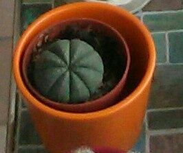 Euphorbia obesa noch rund.jpg
