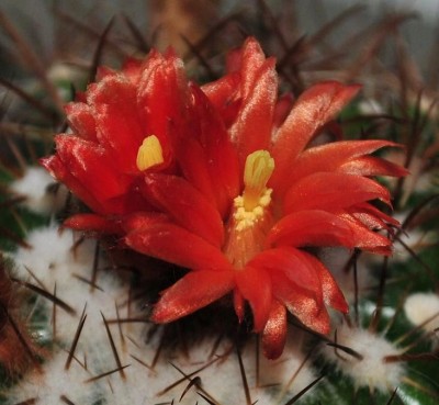 Parodia tuberculata.JPG