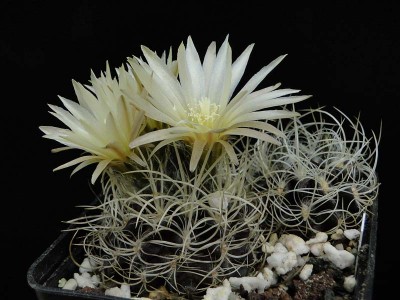 Eriosyce taltalensis ssp. pilispina FK772 2012 Juno07-1.jpg