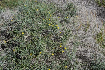 Launaea arborescens.jpg