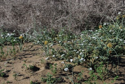 unbekanntes Zwiebelgewächs 2 Limonium.jpg
