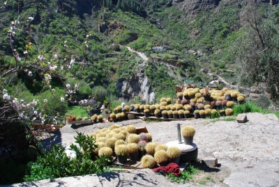 La Culata E. grusonii.jpg