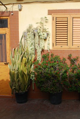 La Aldea Sansevieria Euphorbia milii.jpg