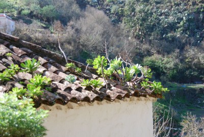 Barronco de la Virgen Aeonium.jpg