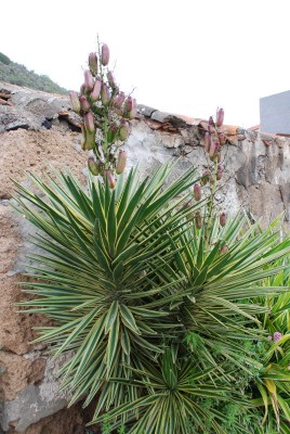 Bandama Yucca.jpg