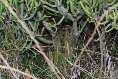 Cruz Grande 1250 m E. aphylla Stapelia.jpg
