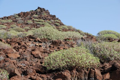 E. balsamifera 02.JPG