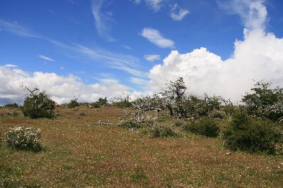 kleiner_Nothofagus_Wald.JPG