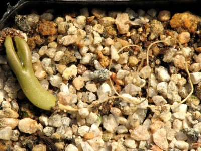 IMG_0971.jpeg (164.17 KiB) 14259 mal betrachtet Puna clavarioides