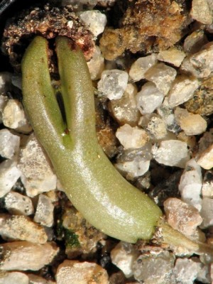 IMG_0973.jpeg (140.1 KiB) 16446 mal betrachtet Puna clavarioides