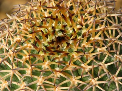 IMG_4427_2.jpeg (154.95 KiB) 20547 mal betrachtet Pygmaeocereus bieblii ssp kuehhasii