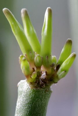 Ceropegia dichotoma 131223.JPG