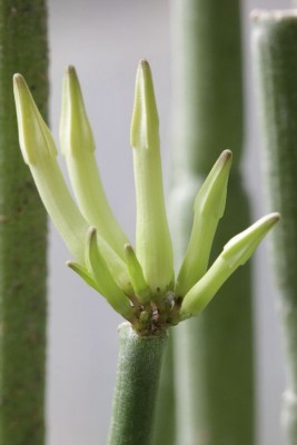 Ceropegia dichotoma 140102.JPG