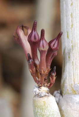 Ceropegia fusca 06.JPG