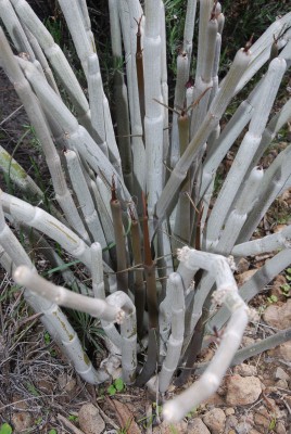 Ceropegia fusca 08.jpg