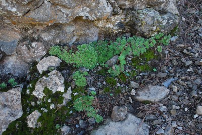 Aeonium simsii 01.JPG