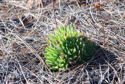 Aeonium simsii 02.JPG