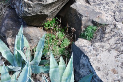 Aeonium simsii 03.JPG