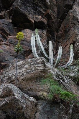 Aeonium spec. 05.JPG