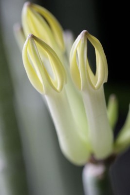 Ceropegia dichotoma 140105 02.JPG