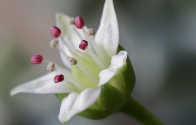 Graptopetalum mendozae 140112 03.JPG