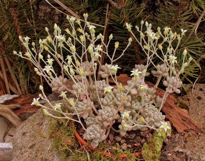 Graptopetalum mendozae 2010-155 (5a).jpg