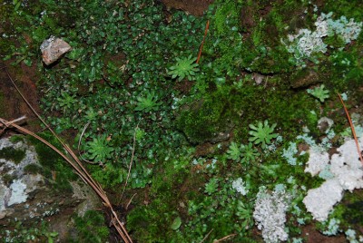 Monanthes brachycaulos.JPG