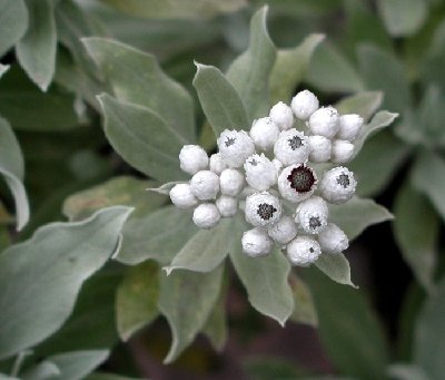 Helichrysum melaleucum 700x600.jpg