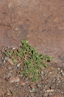 Aizoon canariensis.JPG