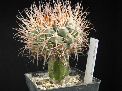 Neowerdermannia vorwerkii fa. Callapata 2012 August13-1.jpg