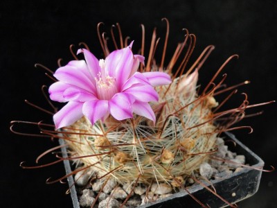 Mammillaria longiflora 2011 Maerz24 009.jpg