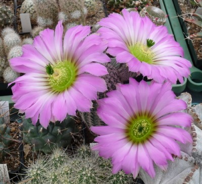 142 P1120257 Echinocereus armatus, am 13.04.2014.jpg
