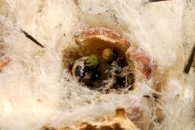 Copiapoa Sämlinge in Frucht 01b.jpg